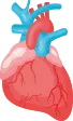 7 Interesting Facts Of The Human Heart Image