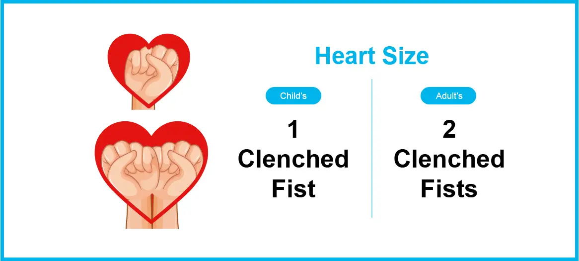 Heart Size