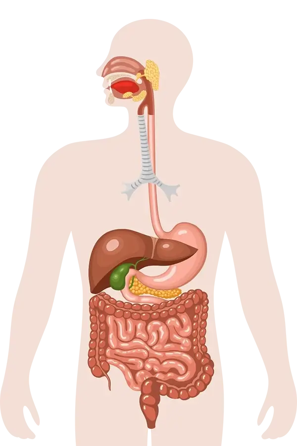 Anatomy
