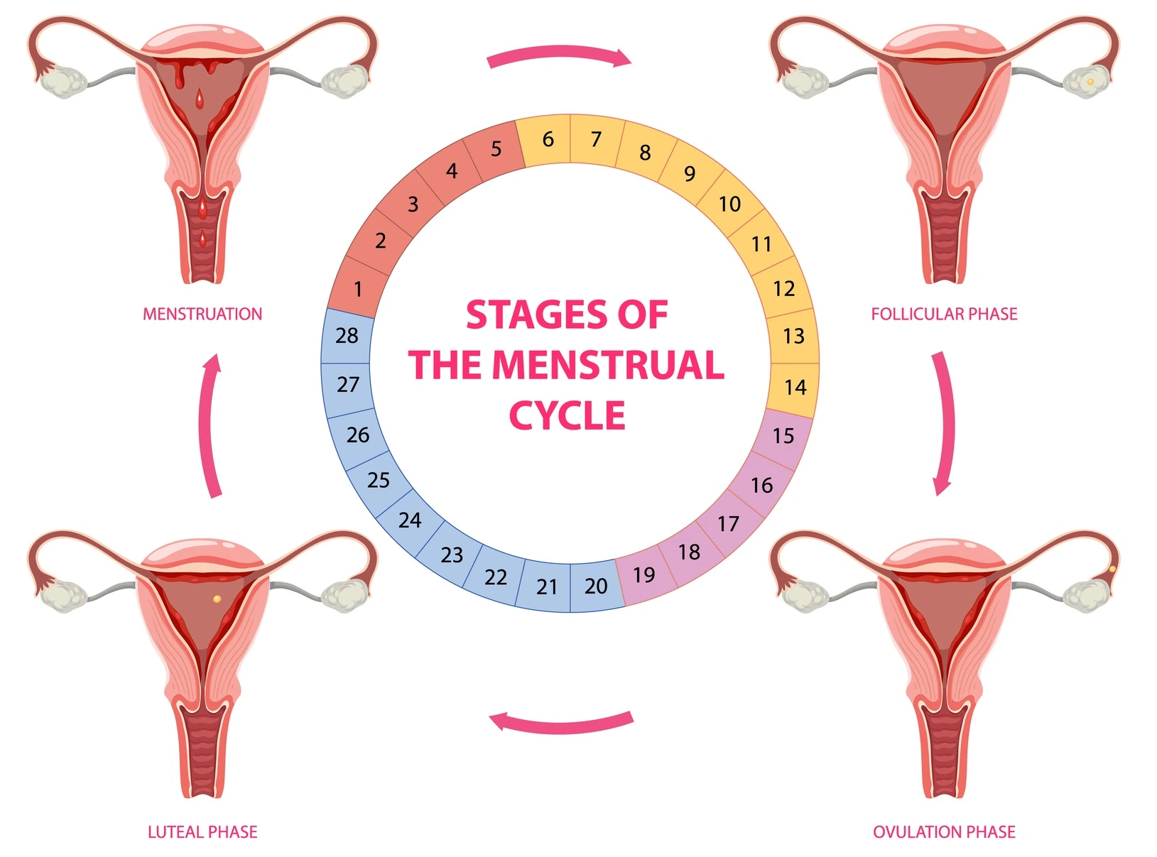 Normal Menstrual Cycle Pantai Hospitals Normal Menstrual Cycle Pantai Hospitals