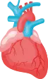 7 Interesting Facts of The Human Heart Image