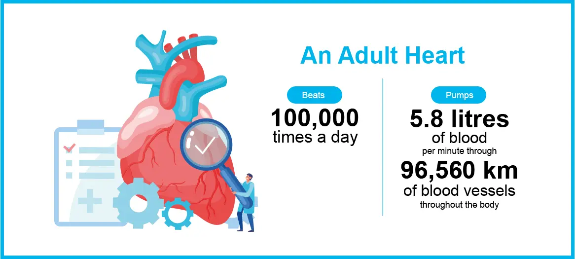 Adult Heart