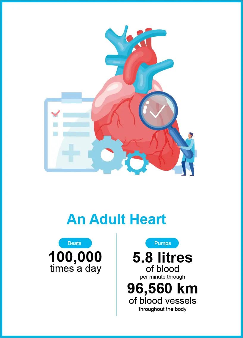 Adult Heart