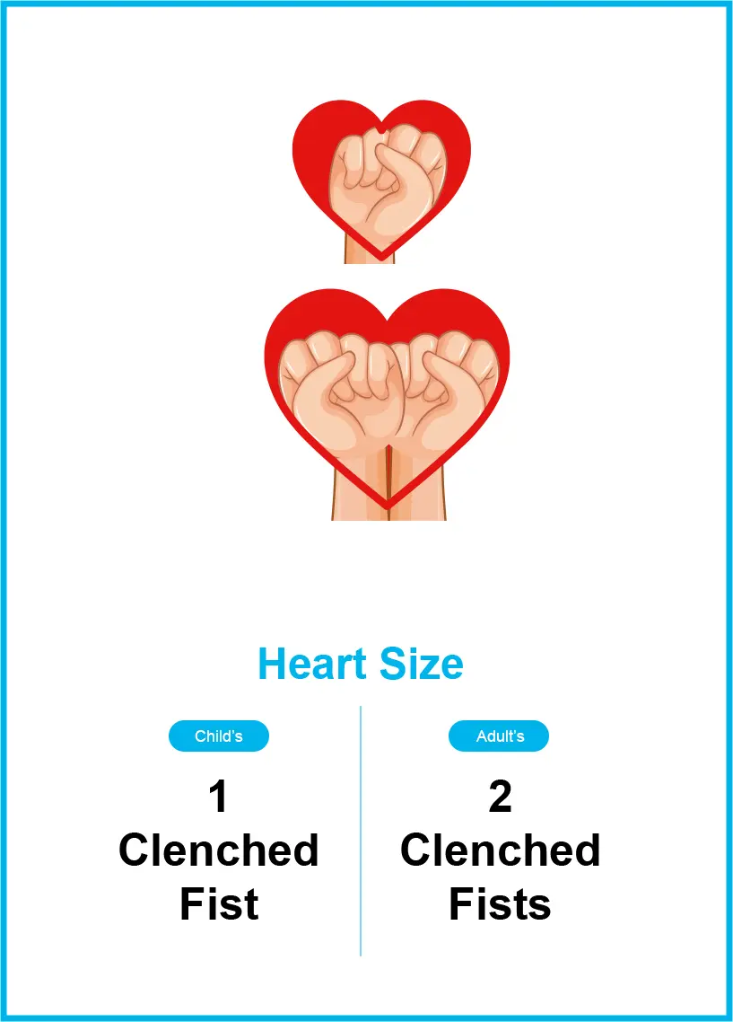 Heart Size